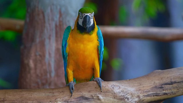 4K video of blue and yellow macaw bird in Thai, Thailand.