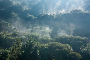 Fototapeta na wymiar Mist over the trees in a rainforest in Brazil