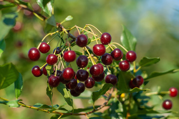 A branch of felt cherry with ripe berries. Selective focus