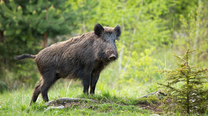 Dominant wild boar, sus scrofa, displaying on a hill near little spruce tree. Wild animal standing...