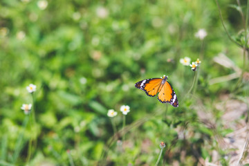 Orange brown butterfly on white flower in the field