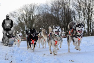 Next Dog Sled