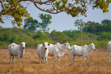 Obraz na płótnie Canvas white cattle over yellow dried up grass