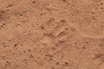 Fototapeta na wymiar small monkey footprint n dirt