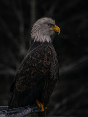 Bald Eagle Portrait-dramatic