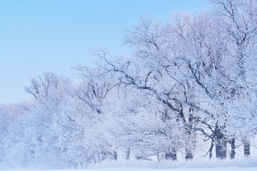 Fototapeta na wymiar Hoarfrost encases a forest of bare trees on a frigid winter morning, Michigan, USA