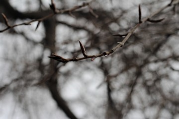 tree branches on a foggy morning