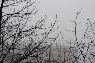tree branches on a foggy morning