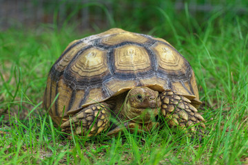 African Spur Thigh Tortoise 