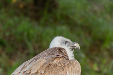 Vulture in its territory, in Cantabria, Spain