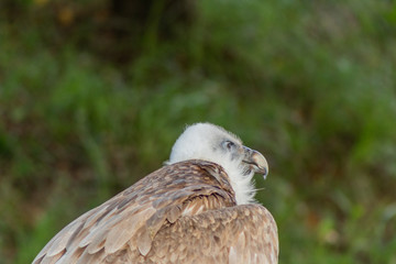Vulture in its territory, in Cantabria, Spain