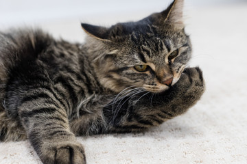 cat lying on a carpet