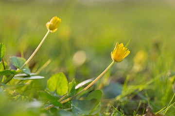 Obraz premium Ficaria verna, lesser celandine, pilewort or ranunculus ficaria yellow spring flowers close up. Ficaria verna, Ranunculus ficaria L., lesser celandine or pilewort, fig buttercup yellow flowers.