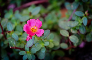 Pink Flower 