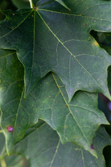 green leaf