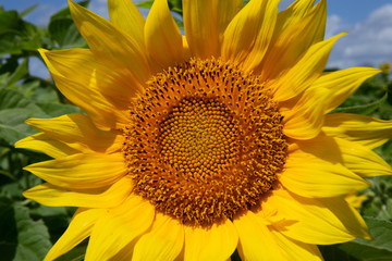 Naklejka premium Sunflower
