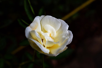 yellow rose on black