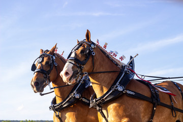 horse and carriage