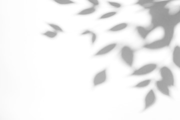 Overlay effect for photo. Gray shadow of the leaves on a white wall. Abstract neutral nature...