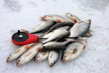 Winter fishing from ice, roach and perch fishing