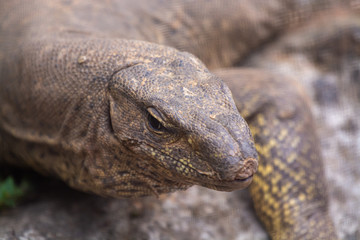 Komodo dragon at bannerghatta zoo bangalore