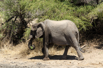 Eléphant d'Afrique, Loxodonta africana, Parc national Kruger, Afrique du Sud