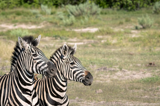 Close up profiles of two zebras standing in a clearing.  Image taken in the Okavango Delta, Botswana.