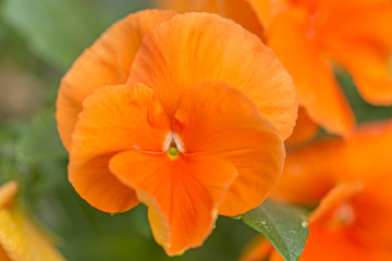 Red Pansies flower in garden closeup. Closeup of colorful pansy flower, The garden pansy is a type of large-flowered hybrid plant cultivated as a garden flower. 