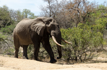 Fototapeta premium Eléphant d'Afrique, Loxodonta africana, Parc national Kruger, Afrique du Sud