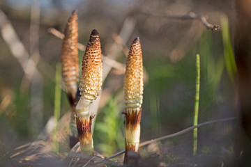 Equisetum arvense, the field horsetail or common horsetail, is an herbaceous perennial plant of the family Equisetaceae. Horsetail plant Equisetum arvense. 
