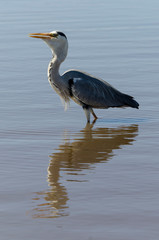 Héron cendré, avec poisson, Ardea cinerea, Grey Heron