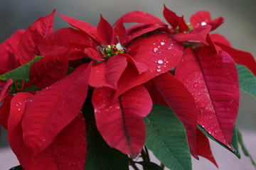 Red Poinsettia flowers with water drops on petals close up