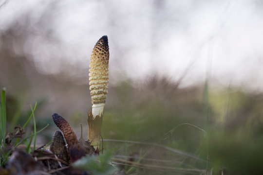 Equisetum arvense, the field horsetail or common horsetail, is an herbaceous perennial plant of the family Equisetaceae. Horsetail plant Equisetum arvense. 