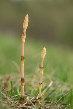 Equisetum arvense, the field horsetail or common horsetail, is an herbaceous perennial plant of the family Equisetaceae. Horsetail plant Equisetum arvense. 