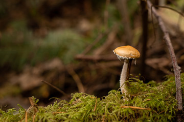 mushroom in the forest