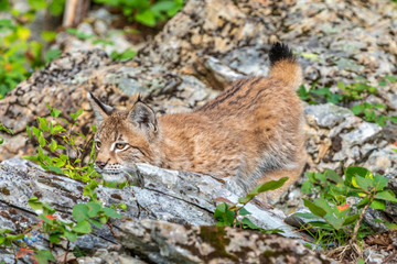 Young Bobcat stalking cloce-up 