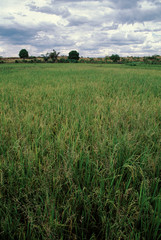 Riz, risière, Madagascar