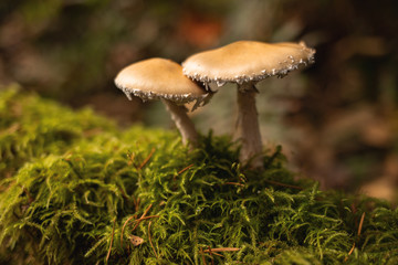 mushrooms in the forest