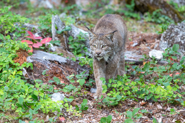Bobcat walking close-up 
