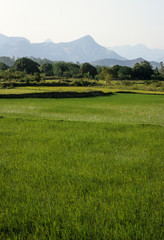 Obraz premium Risiére, Riz, Oryza Sativa, Madagascar