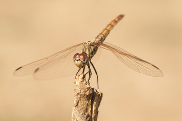 Crocothemis annulata female scarlet dragonfly female of this common dragonfly in Andalusia perched on top of a plant