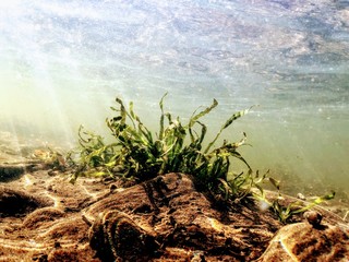 Underwater Plants Clean Water