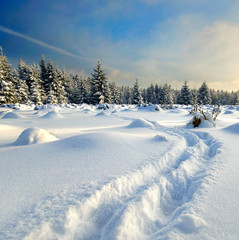 Obraz premium fresh footprints in the in the snow covered landscape, winter nature