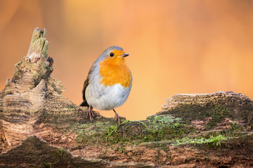 Erithacus rubecula. European robin sitting on the wooden stump in the forest. Wildlife