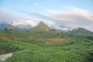 Green tea terrace fields in Moc Chau, Northwest of Vietnam