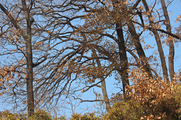 Fototapeta premium 참나무