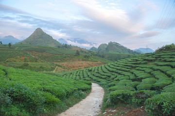 Fototapeta premium Green tea terrace fields in Moc Chau, Northwest of Vietnam