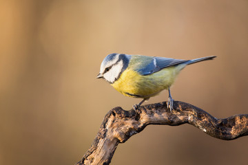 Parus major, Blue tit sitting on the branch . Wildlife