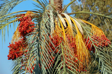  Dates on a palm tree