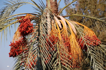  Branches of dates on a palm tree